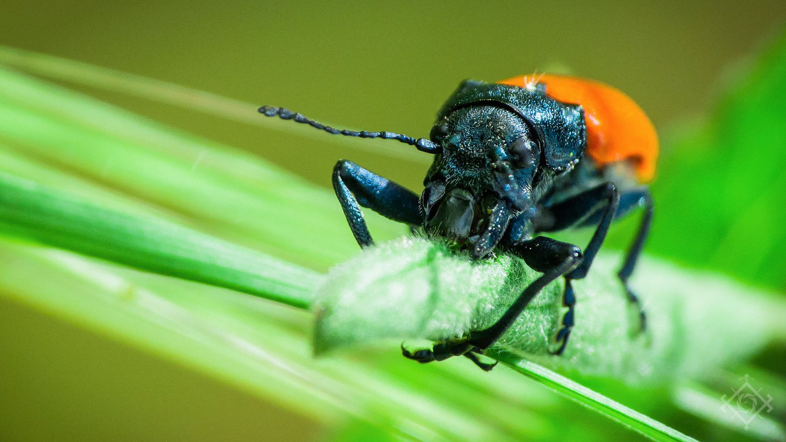 Ayoub Ziad 005 Couverture Macro Nature 01