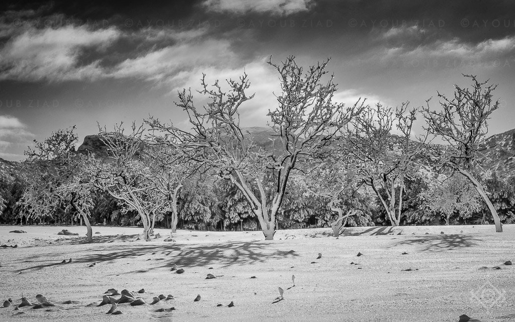 Ayoub Ziad Black and White 007 Ayoub Ziad Black and White 007