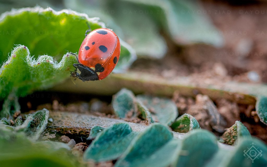 Ayoub Ziad Macro Nature 017